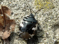 HETEROPTERA: CHIAVI DICOTOMICHE